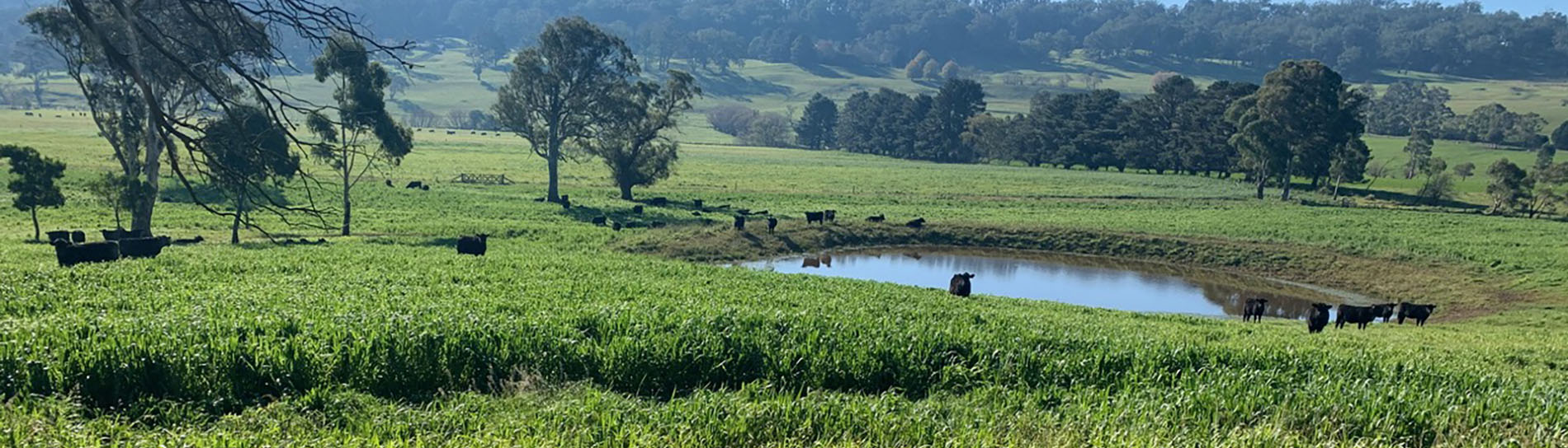 contact-bottom Southern Highlands Farm Management, Contact us