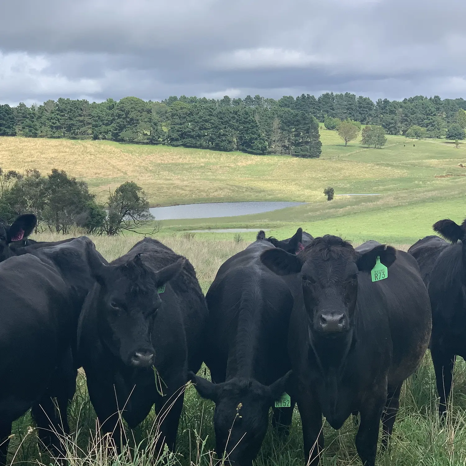 Southern Highlands Farm Management